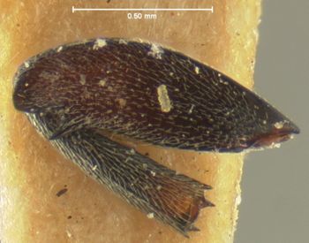 Media type: image;   Entomology 8195 Aspect: hind tibia